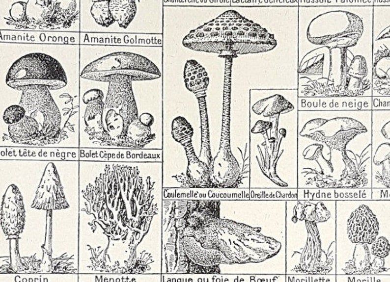 Original Mushroom Fungus Dictionary Print French vintage Etsy