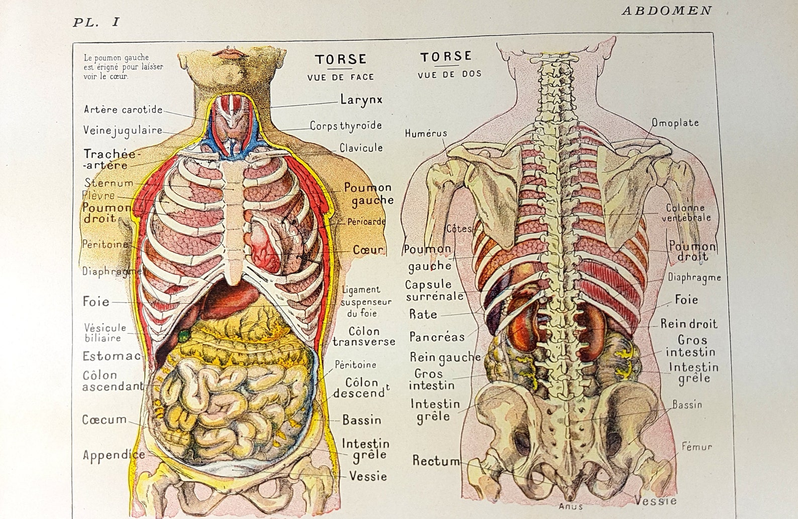 Buik Spijsvertering Organen Maag Anatomie Woordenboek Etsy