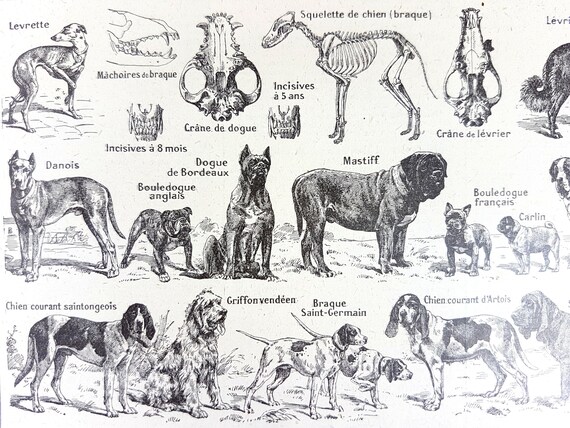 Large 1922 Dog Animal Print Dictionary French Vintage Country Decor Framing Larousse Art Projects Pen Ink Encyclopedia Veterinaire Vet