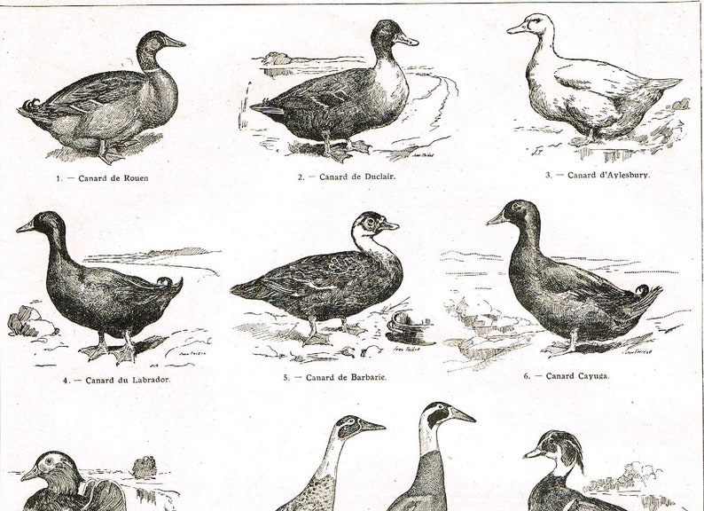 Duck Breeds Chart