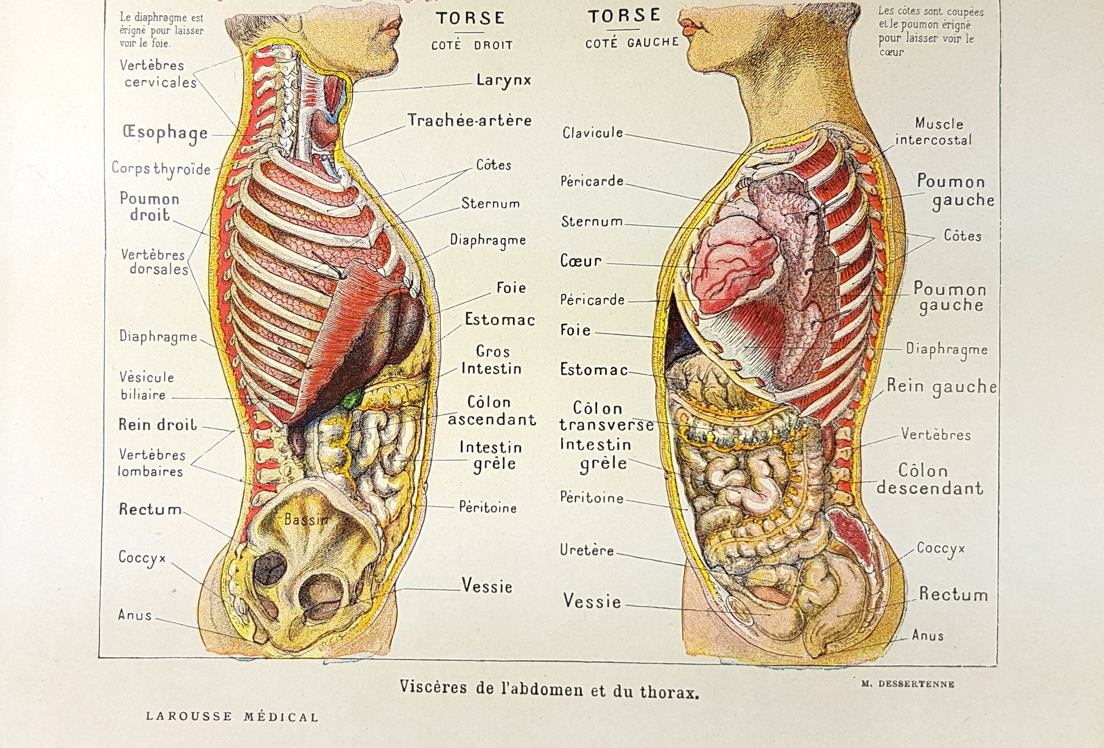 Buik spijsvertering organen maag anatomie woordenboek Etsy