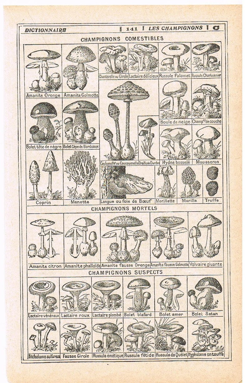 Original Mushroom Fungus Dictionary Print French vintage Etsy