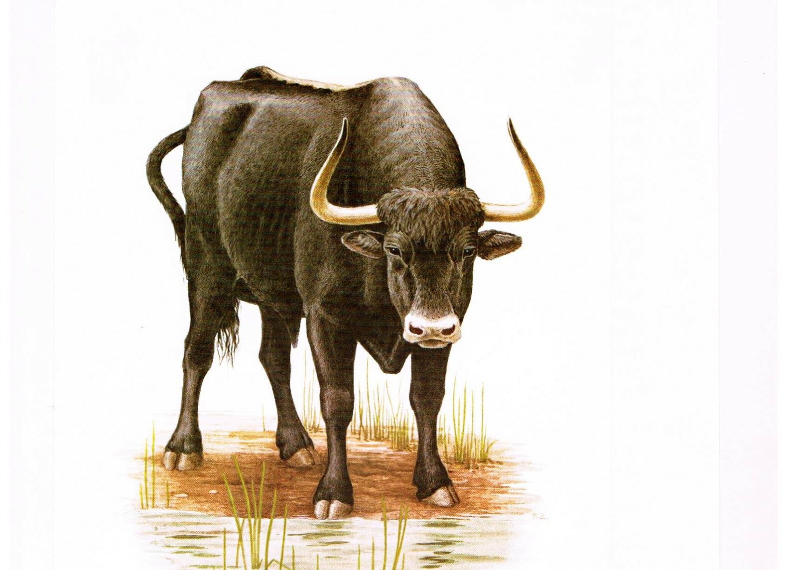 1960 aurochs urus cow original Print illustration Dictionary Etsy
