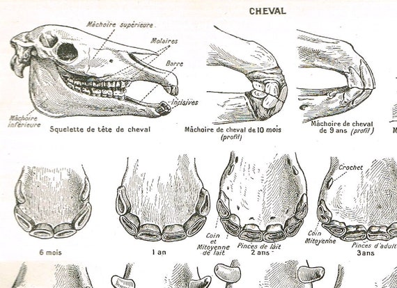 Horse Identification Chart