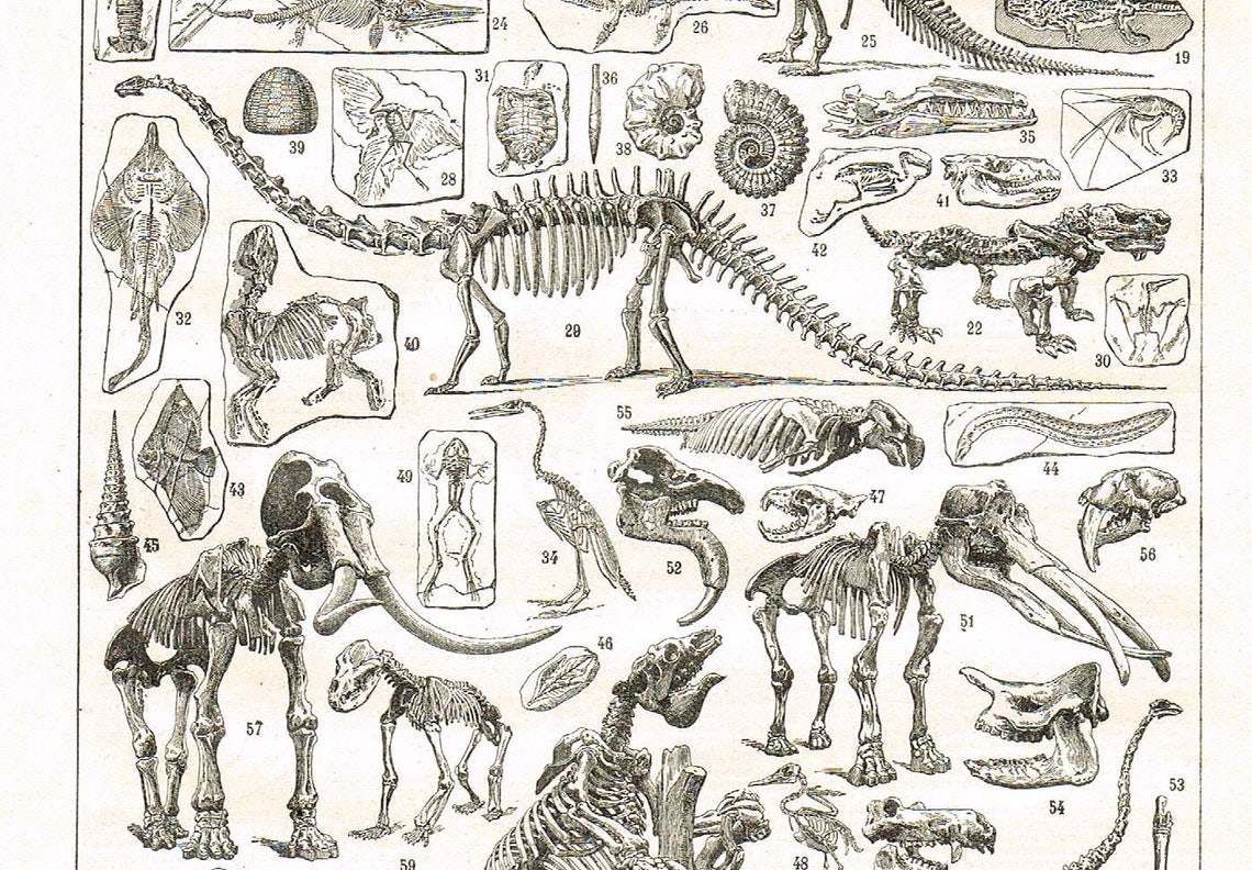 Paleontology Prehistory large antique original ORIGINAL 1920s Etsy