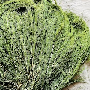 May include: A large bundle of fresh, vibrant green horsetail plants featuring segmented, hollow stems and fine, needle-like foliage. The stalks are arranged in a dense, overlapping cluster, displaying a bright, natural grassy color throughout.