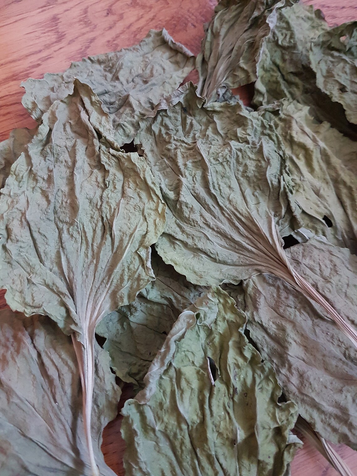 Plantain Leaf Large Organic Dried Plantain 100 gr Etsy