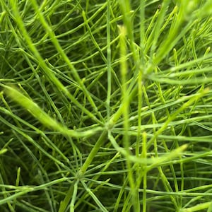 Field Horsetail , Organic, nature reserve herbs. Untreated. Dry. 2025