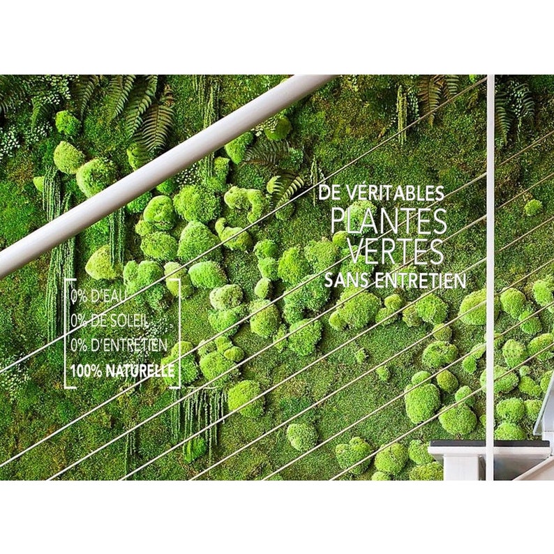 Tableau vegetal stabilisé GREEN WAVE panoramique 30x100cm. idéal pour habiller les murs d'un salon image 5