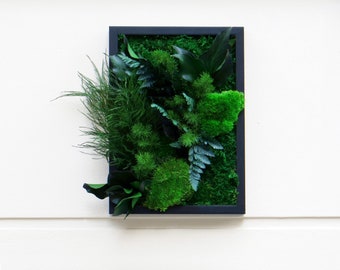 EVERGREEN Stabilized Plant Picture 20x26cm – Natural Plant Frame Gift Size, Plant Art Made in France, Wall Decoration