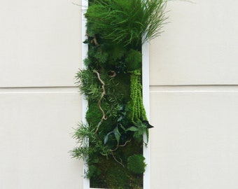 DRUMLINE Stabilized Plant Art | Panoramic Format 20x70cm | Maintenance-Free Wall Decoration | Matte White Frame | Made in France