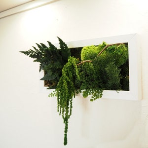 CURLY SUE Stabilized Plant Painting 20x40cm Ideal for decorating your living room, bedroom, entrance with a touch of elegant and sustainable greenery.
