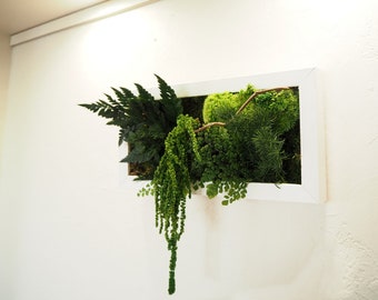 Tableau Végétal Stabilisé CURLY SUE 20x40cm – Plantes Stabilisées · Cadre Végétal Panoramique · Art Végétal · Made in France