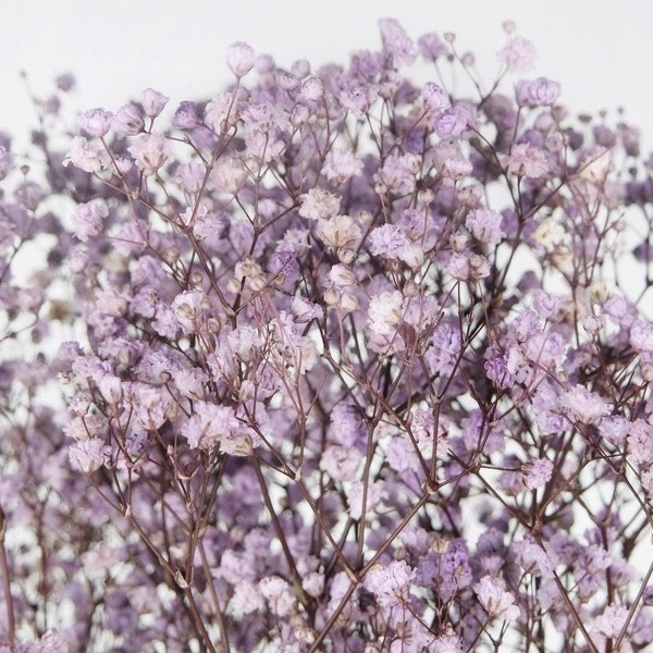Bouquet of preserved lavender gypsophila interior decoration floral arrangement maintenance-free plants