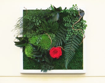 SHIRLEY 30x30cm Preserved Plant Picture — Eternal Rose & Natural Mosses, Elegant Wall Decoration, Gift