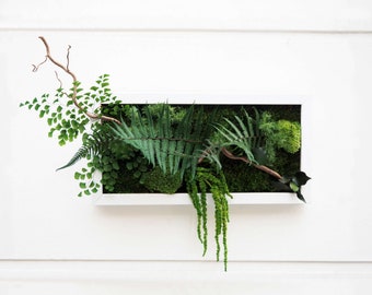 Stabilized Plant Wall Art CUBAN NIGHT 20x40 cm – Elegant, Maintenance-Free Wall Decoration, Made in France for Living Room, Bedroom, Entrance Hall...