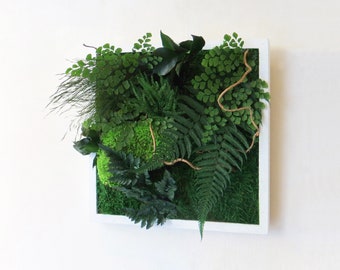 Natural Stabilized Plant Picture 30x30cm – Square Frame in Natural Moss, Green Wall Decoration, Made in France