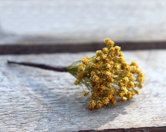 Pic a cheveux gypsophile tige préservée ICECREAM GYPSO dans vos cheveux pour une coiffure mariage ou boutonnière pour homme