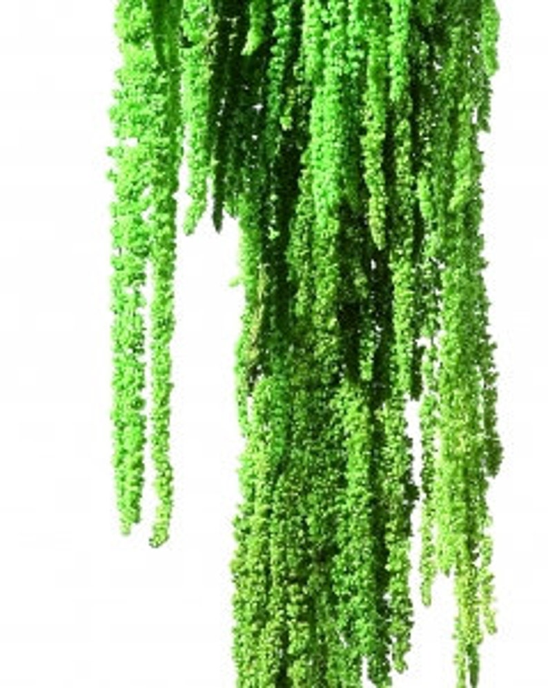 Tableau vegetal stabilisé GREEN WAVE panoramique 30x100cm. idéal pour habiller les murs d'un salon image 4