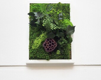 TOPLIPS Preserved Plant Picture 20x15cm – Lotus Flower · Preserved Plants · Gift Size · Made in France