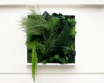 MYSTERIOUS 30x30cm Preserved Plant Wall Art – Wall Decoration with Preserved Plants, Ideal for Natural Interiors, Made in France