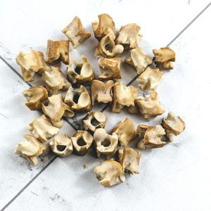 8-9mm Antiqued Genuine Snake Vertebrae Beads, Natural Beads, Snake Beads, 10pcs.