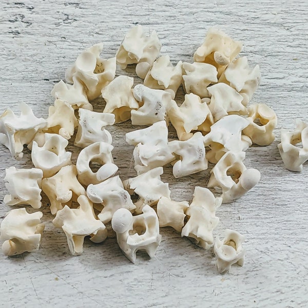 Genuine Snake Vertebrae Beads, Natural Beads, Snake Beads, 10pcs. 7-8mm