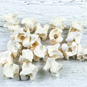 Genuine Snake Vertebrae Beads, Natural Beads, Snake Beads, 10pcs. 8-16mm