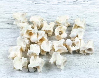 Genuine Snake Vertebrae Beads, Natural Beads, Snake Beads, 10pcs. 8-16mm