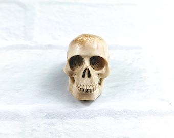 May include: A detailed, beige-colored skull with visible eye sockets, nasal cavity, and teeth. The skull is positioned centrally against a white background. The top of the skull has a slightly darker, textured appearance.
