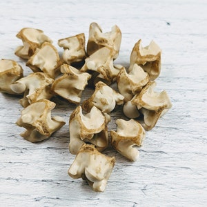 8-12mm Antiqued Genuine Snake Vertebrae Beads, Natural Beads, Snake Beads, 10pcs.