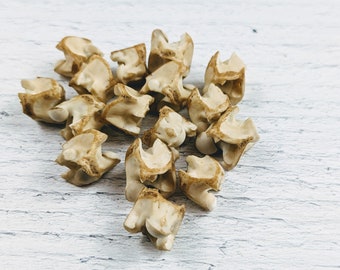 8-12mm Antiqued Genuine Snake Vertebrae Beads, Natural Beads, Snake Beads, 10pcs.