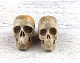 May include: Two carved skull figurines. The skulls are a light beige color with darker brown and tan accents. The eye sockets, nasal cavity, and teeth are clearly defined. The skulls are displayed on a white wooden surface.