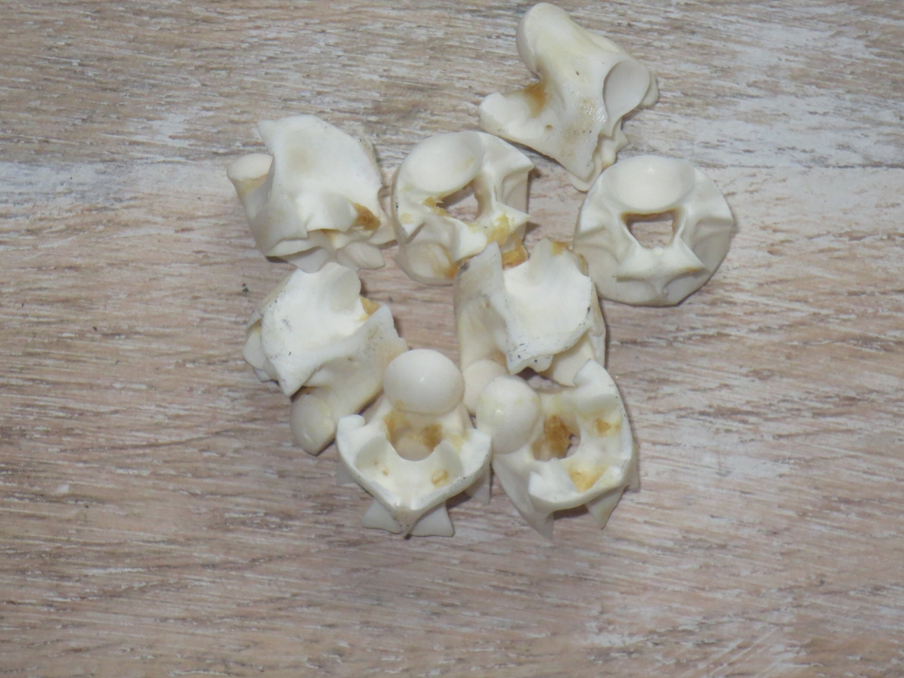 Genuine Snake Vertebrae Beads, Natural Beads, Snake Beads, 10pcs. 8-9…