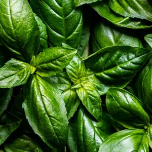 May include: A cluster of fresh basil leaves featuring a vibrant green color and a smooth, glossy texture. The leaves are oval-shaped with pointed tips and visible veins, overlapping each other to create a dense, layered pattern of foliage.