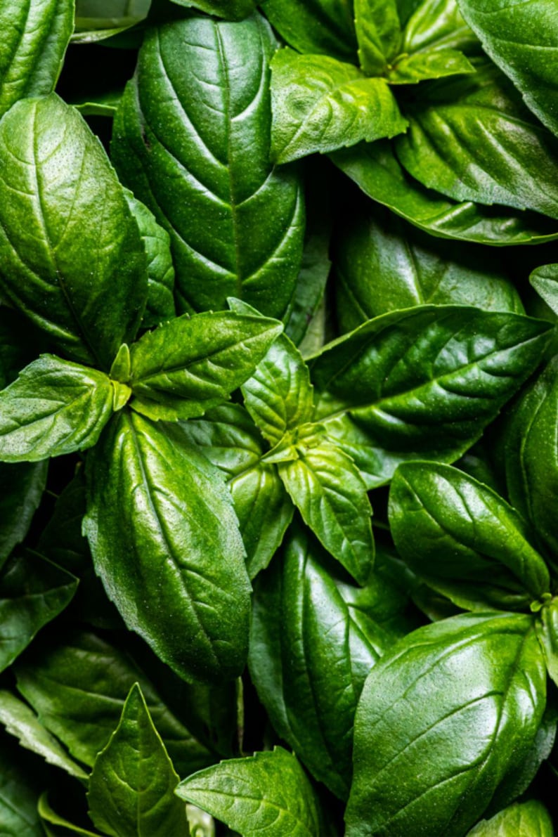 May include: A cluster of fresh basil leaves featuring a vibrant green color and a smooth, glossy texture. The leaves are oval-shaped with pointed tips and visible veins, overlapping each other to create a dense, layered pattern of foliage.