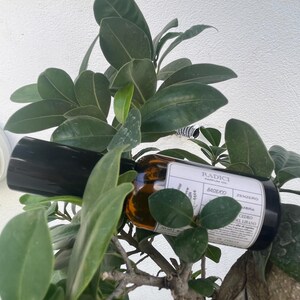 May include: A brown glass bottle of Radici Parfum Oil with a black cap, featuring a white label with the text Radici, Basilico, Zenzero, Ambra, and Cedro del Libano, positioned among the green leaves of a plant with a visible 50 ml volume.