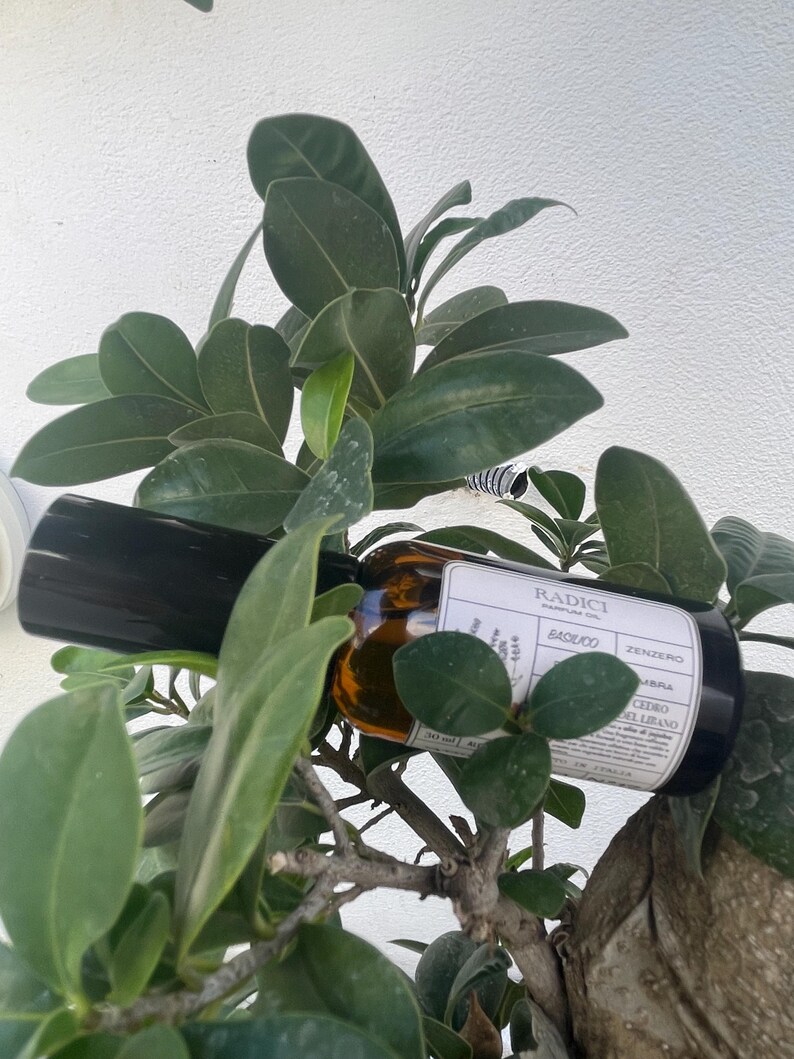 May include: A brown glass bottle of Radici Parfum Oil with a black cap, featuring a white label with the text Radici, Basilico, Zenzero, Ambra, and Cedro del Libano, positioned among the green leaves of a plant with a visible 50 ml volume.