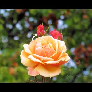 Rose Garden Inez Grant Park Memorial 6 8x10 Print