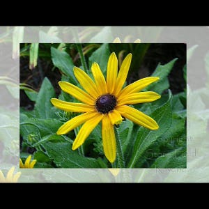 Blackeye Faded 8x10 Print