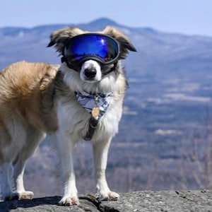 Dog Polarized and UV Proof Ski Goggles/ Sunglasses/ Wind Protection Dog Goggles with interchangeable lenses-Doggles image 10