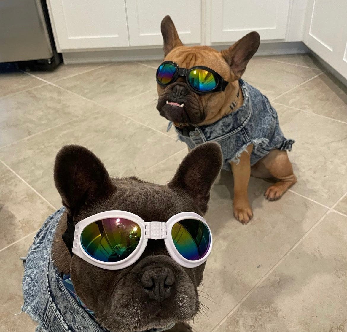 Pug goggles best sale