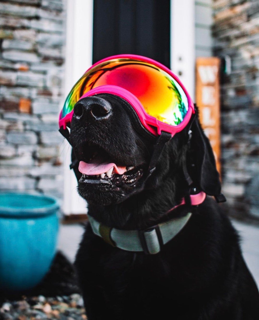 Dog Polarized and UV Proof Ski Goggles/ Sunglasses/ Wind Protection Dog  Goggles With Interchangeable Lenses-doggles - Etsy Denmark