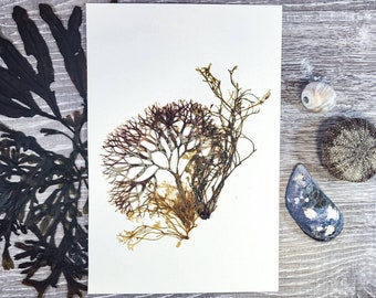 Seaweed Press | Algae Press | Nova Scotia Seaweed | Atlantic Canadian Art | Ocean Botanicals