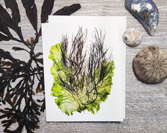 New Brunswick Seaweed Greeting Card | Algae Print Greeting Card | Ocean Botanical Greeting Card | Father's Day Card | Bay of Fundy Art