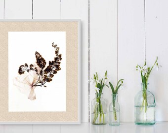 Sprout print - botanical wall art - Seaweed print - Pressed algae - Nova Scotia art print - Marine Biology gift