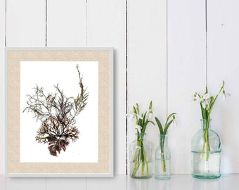 Algae Art Print, "Ocean Bouquet 3", Botanical Ocean Art Print, Prince Edward Island Art, Coastal Farmhouse Décor, Marine Biology Gift