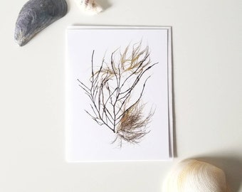 Coastal Winds | Seaweed greeting card | Algae Greeting Card | Botanical Greeting Card | Algae Print | Seaweed Print