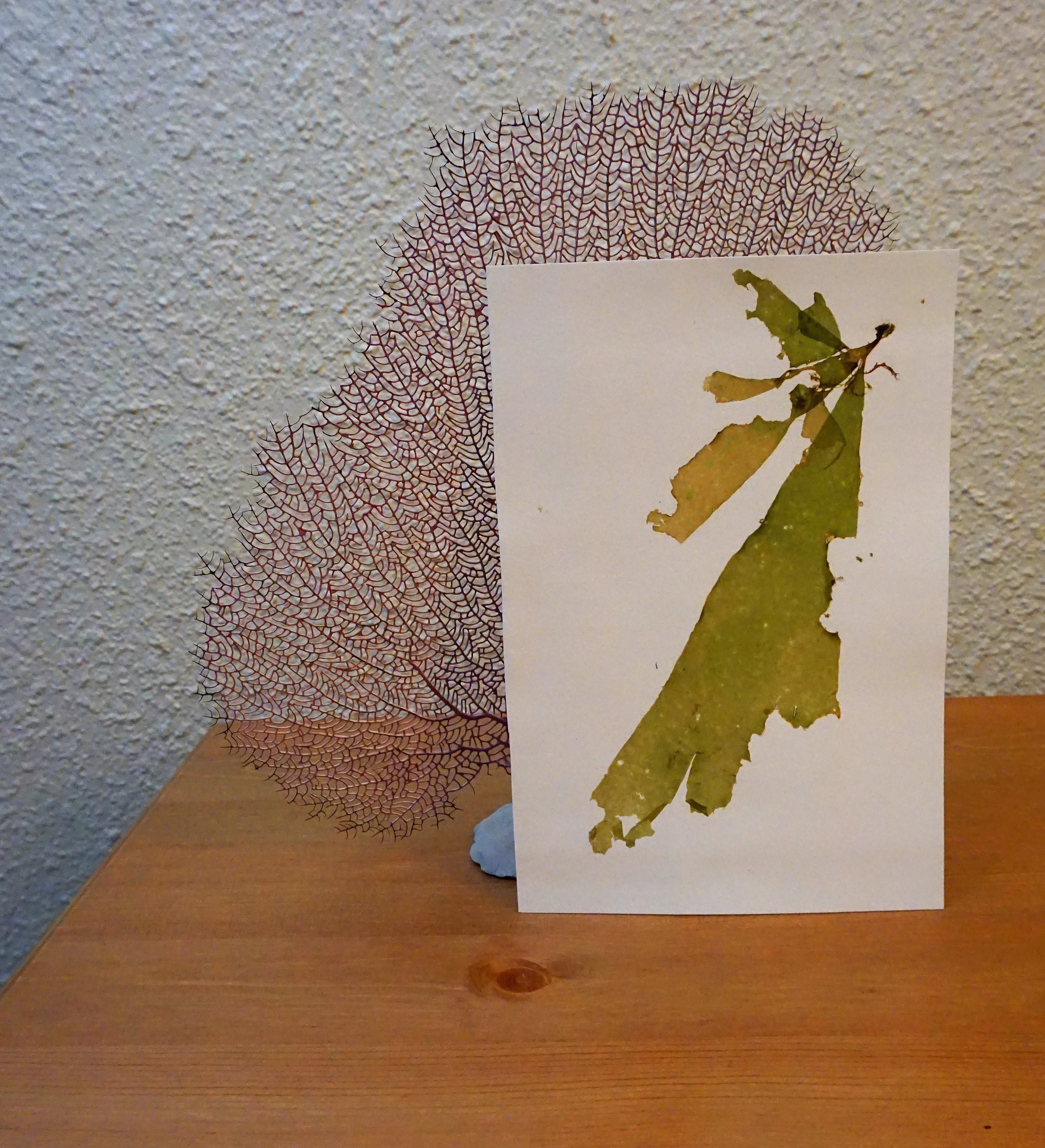 Maine Seaweed Pressing on 5X7 Cardstock Ready for Framing 
