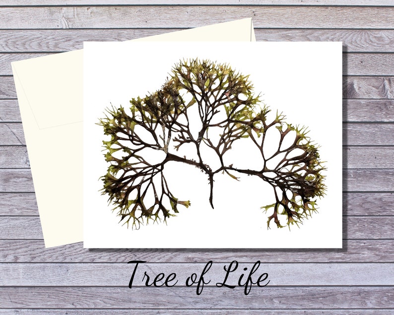 Prince Edward Island Card Holiday Card Seaweed Greeting card Botanical Greeting Card Algae Print Seaweed Print image 7